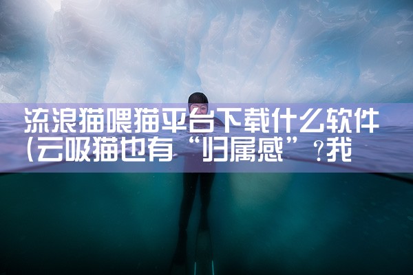 流浪猫喂猫平台下载什么软件